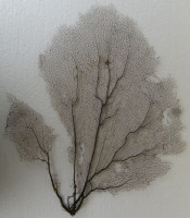 Gorgonia flabellum 1)   Linnaeus, 1758 (Gorgonie vějířovitá)
